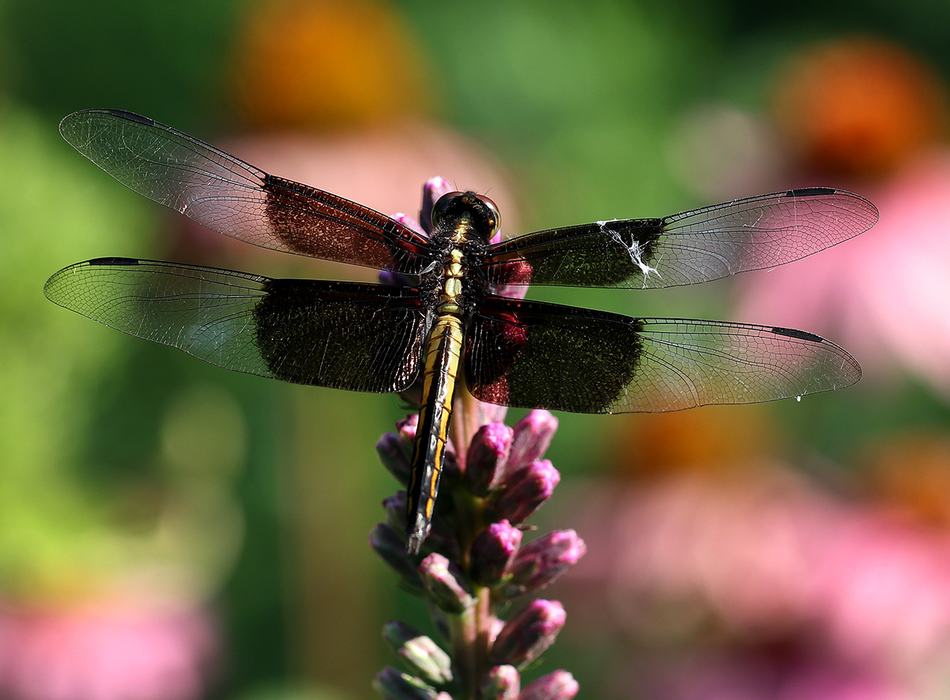 Female widow skimmer on blazing star. 