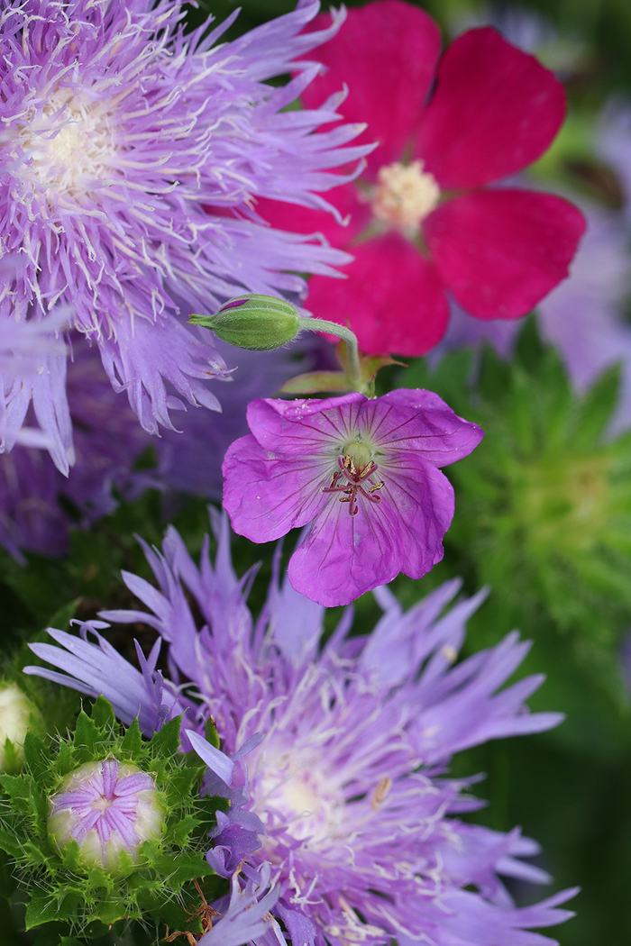 Stoke's aster, poppy mallow, and geranium. 