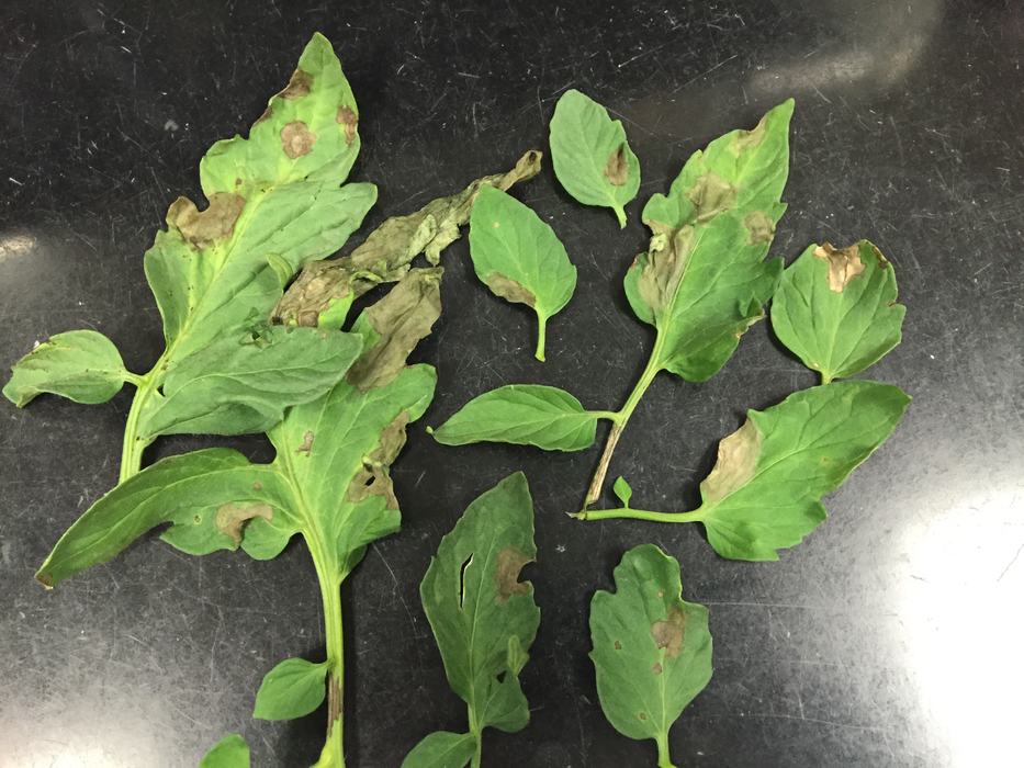 Lesions caused by Phytophthora capsici on tomato foliage