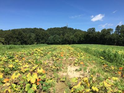 Pumpkin patch with scattered pumpkins and yellowing vines under blue sky and tree line