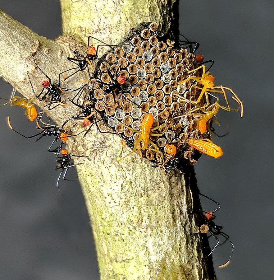 Newly emerged wheel bug nymphs. 