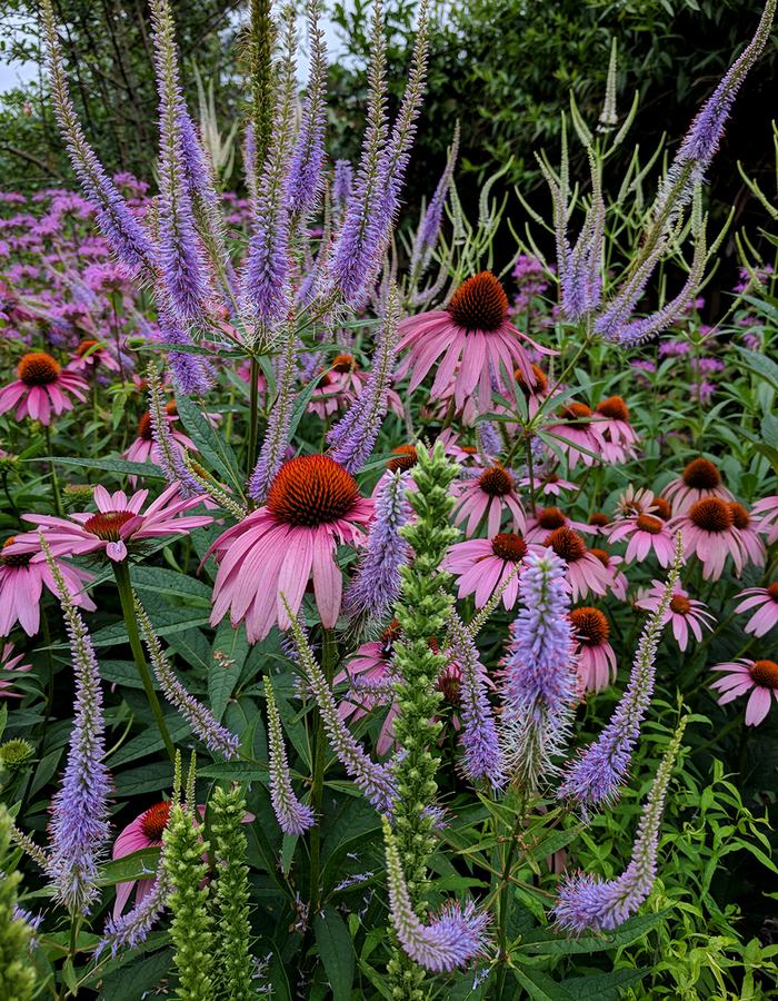 A little corner of my Pollinator Paradise: coneflowers, culver's root, and bee balm.