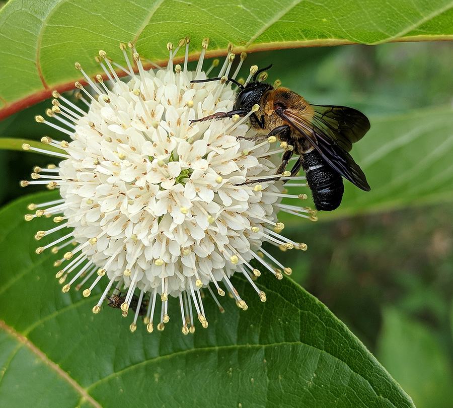Non-native sculptured resin bee on buttonbush. 