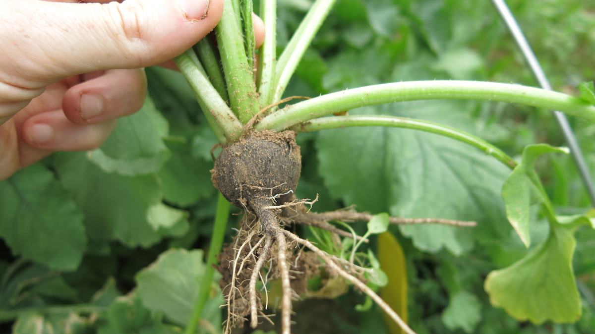 Nero radish
