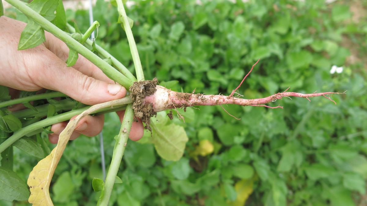 Valentine radish