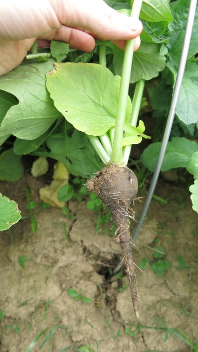 Runder Schwarzer radish