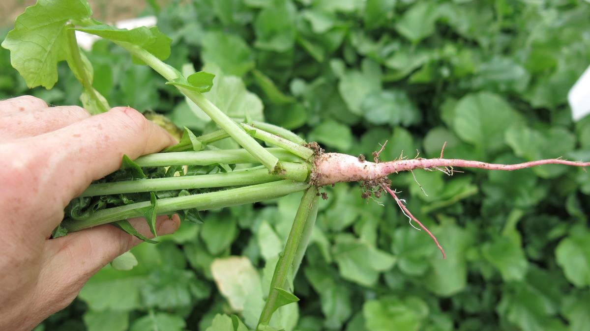 Watermelon radish
