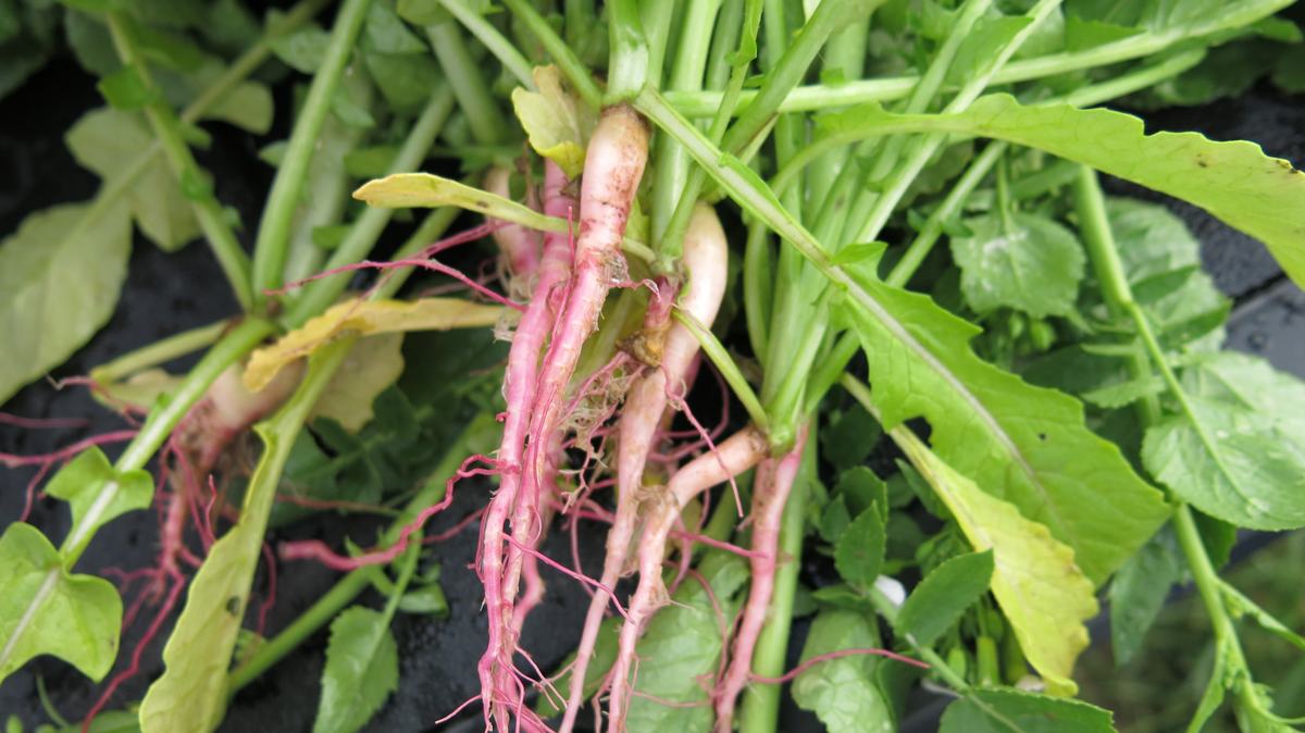 Valentine radish