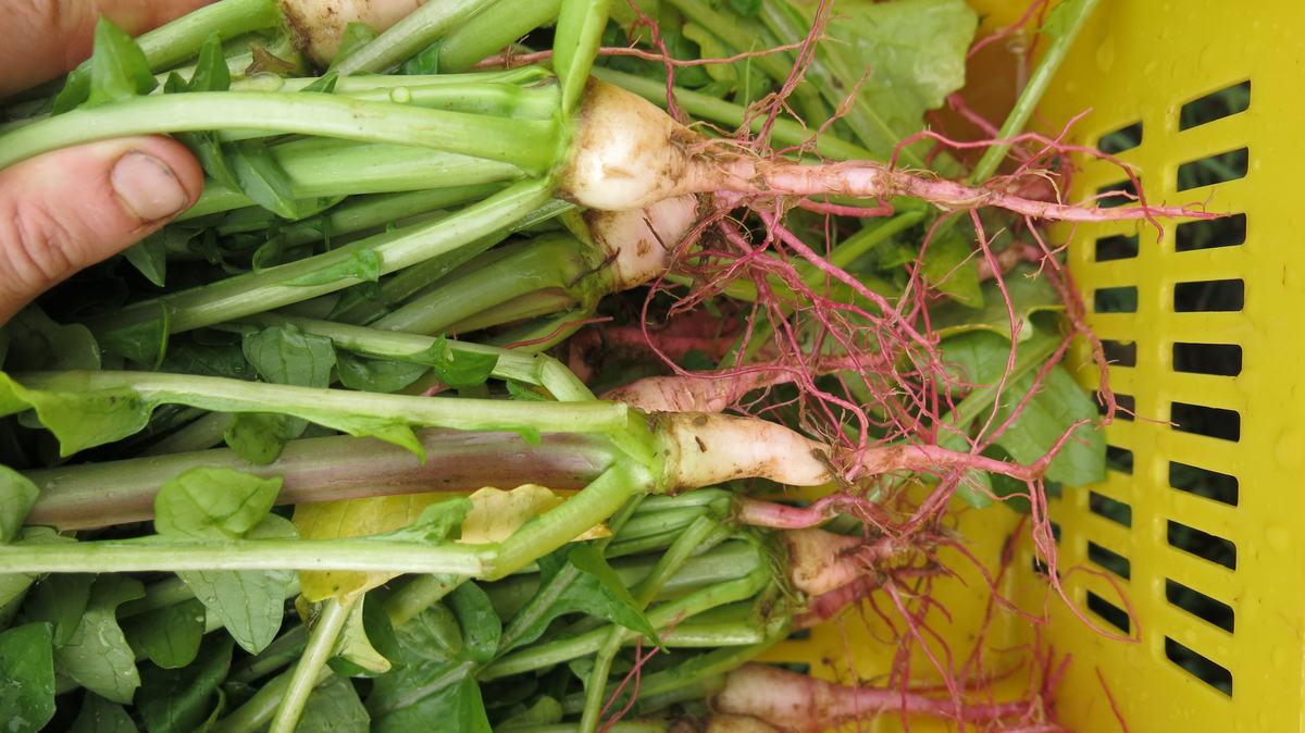 Stargazer radish