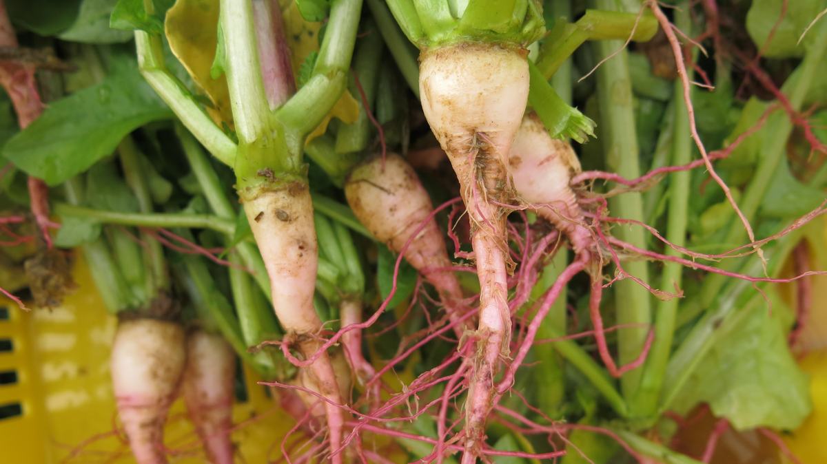 Stargazer radish