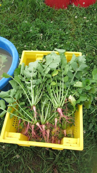 Watermelon radish
