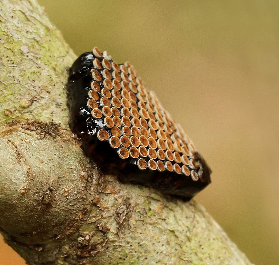 Wheel bug eggs on holly branch. 