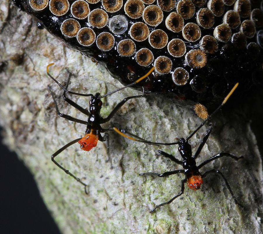 Newly emerged wheel bug nymphs. 