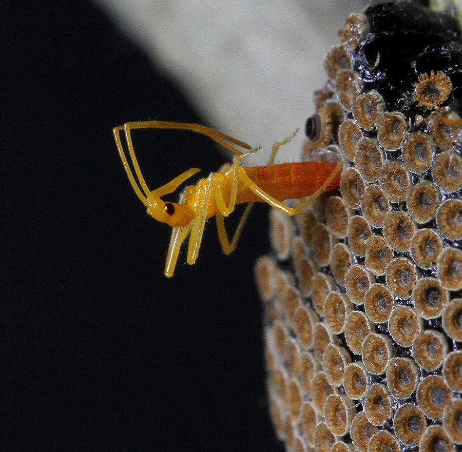 Wheel bug nymphs emerging. Photo by Debbie Roos.