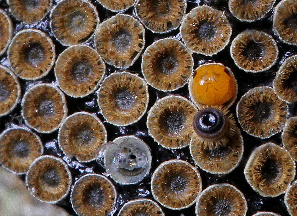 Wheel bug nymph just starting to emerge from its egg. 