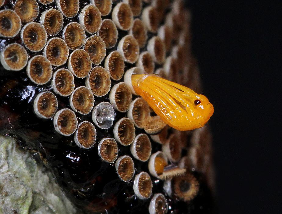 Wheel bug nymph emerging from its egg. Photo by Debbie Roos.
