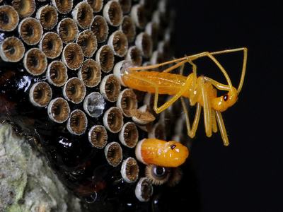 Wheel bug nymphs emerging.