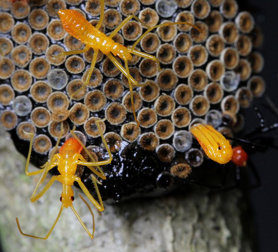 Wheel bug nymphs emerging. Photo by Debbie Roos.