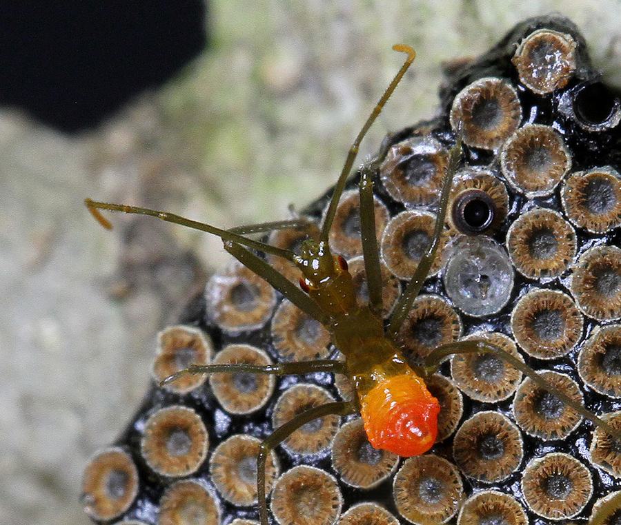 Newly emerged wheel bug nymph. Photo by Debbie Roos.