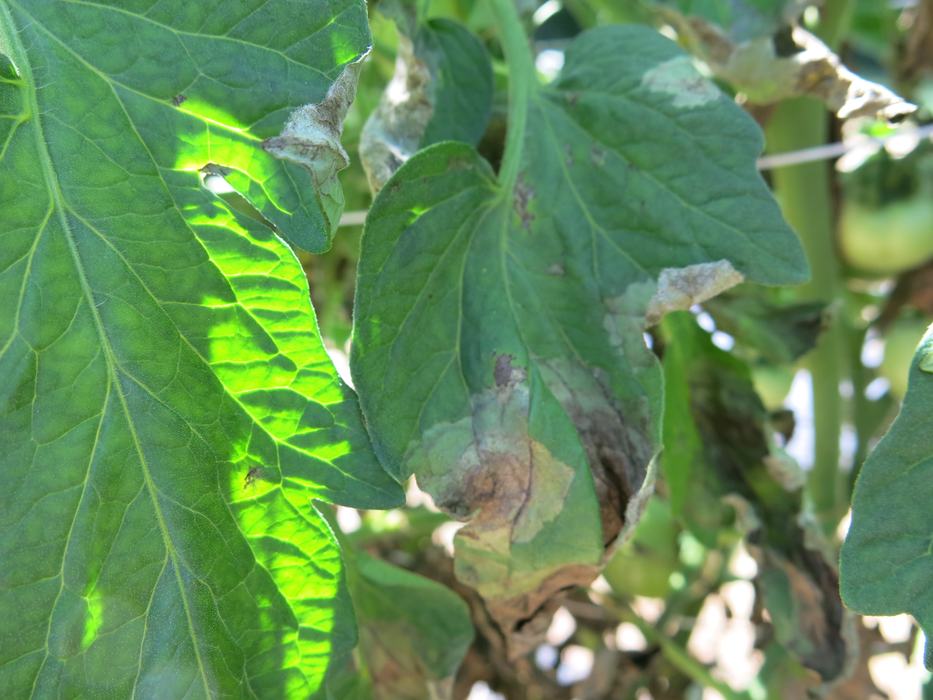 Late blight (Phytophthora infestans) on tomato foliage