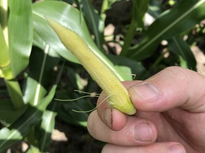 Hand holding a small undeveloped corn cob (baby corn) among corn leaves
