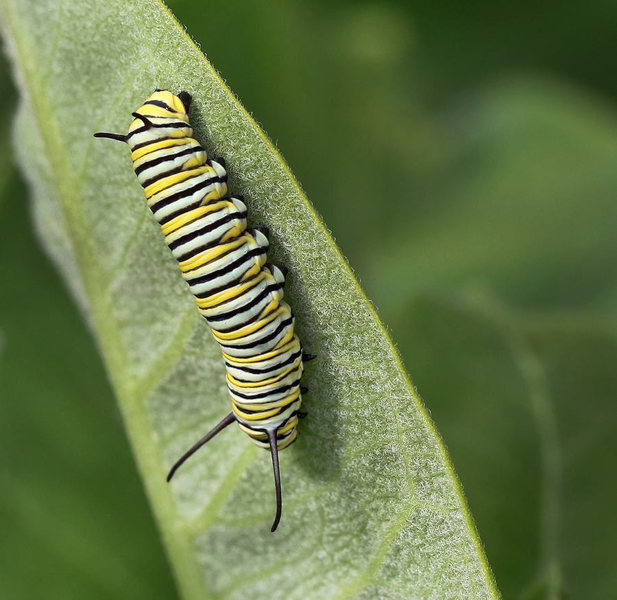 Monarch caterpillar on redring milkweed
