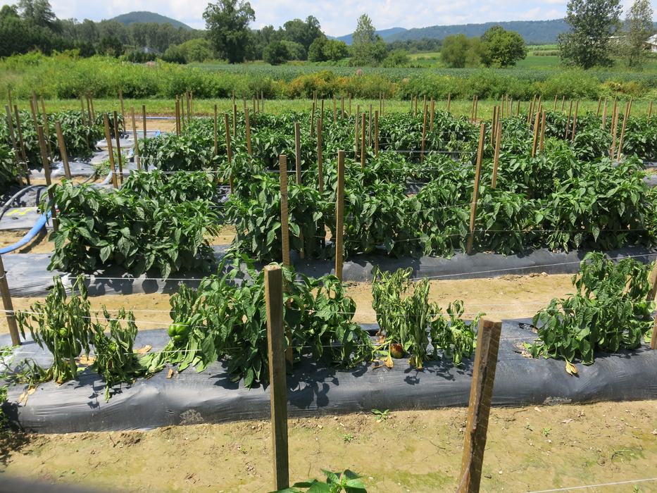 Phytophthora capsici causing bell pepper plants to wilt