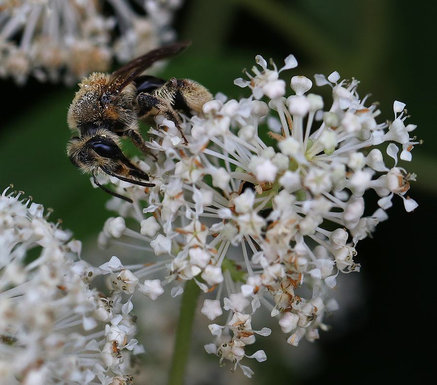 Mining bee on New Jersey tea.
