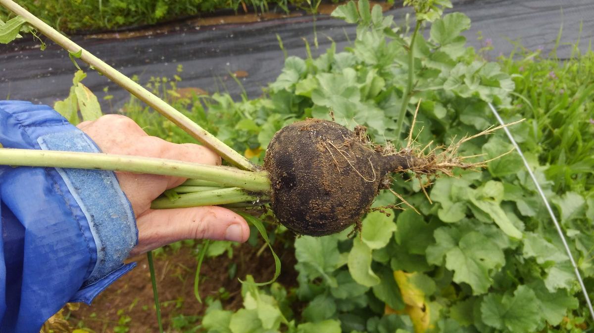Nero radish