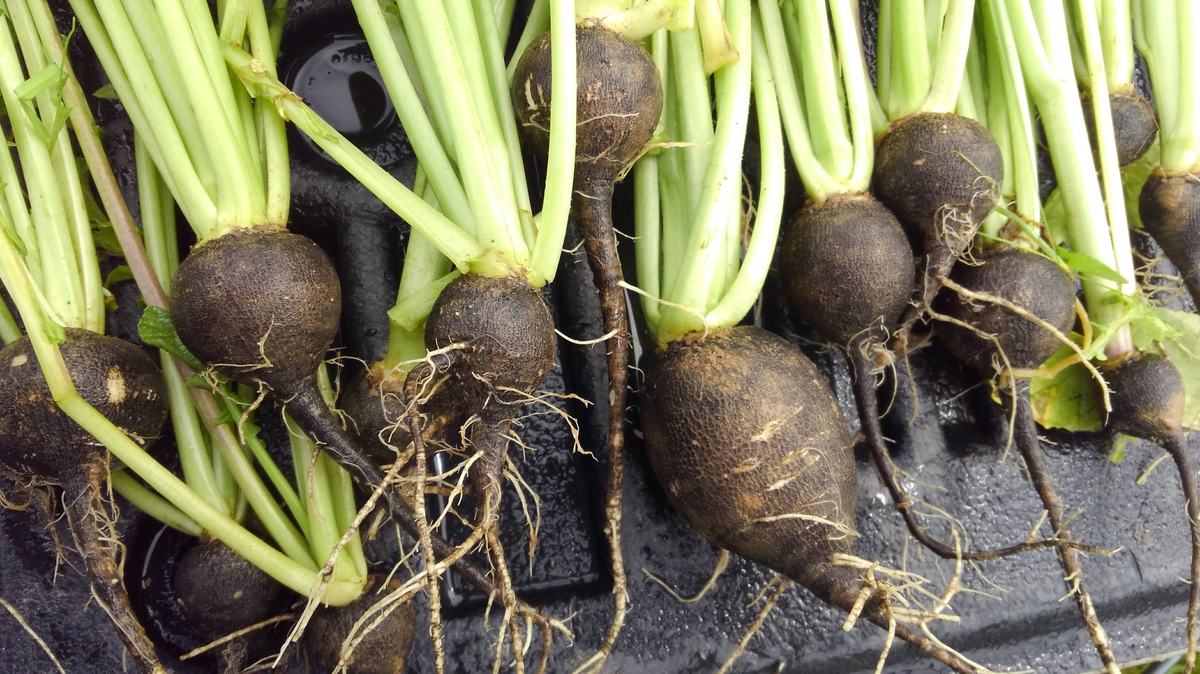 Runder Schwarzer radish