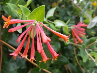 Cluster of red tubular honeysuckle flowers on a green leafy vine