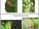 Image of foliar lesions