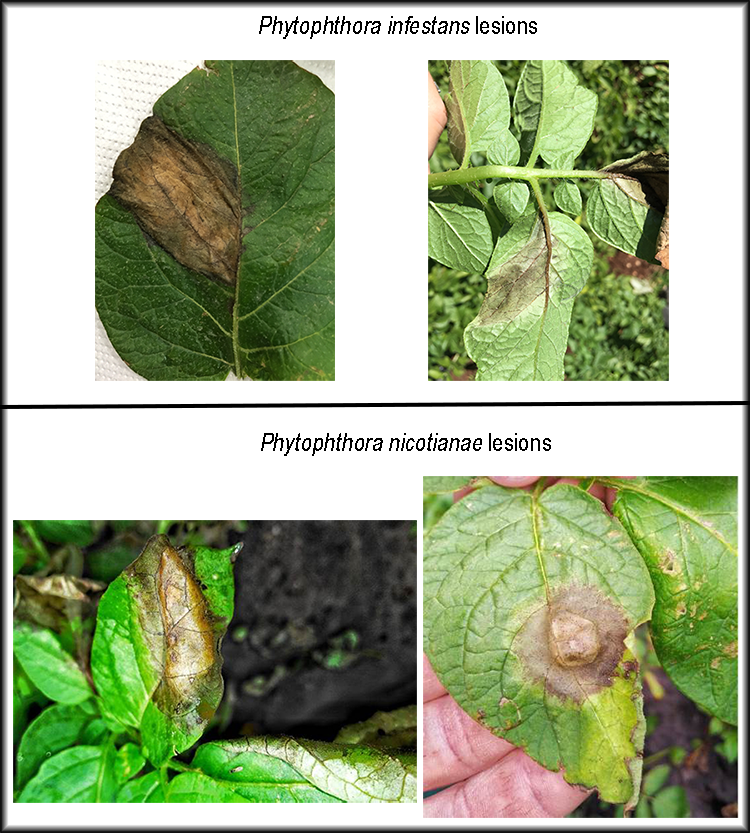 Image of foliar lesions