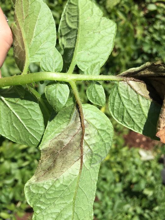 Late blight on potato