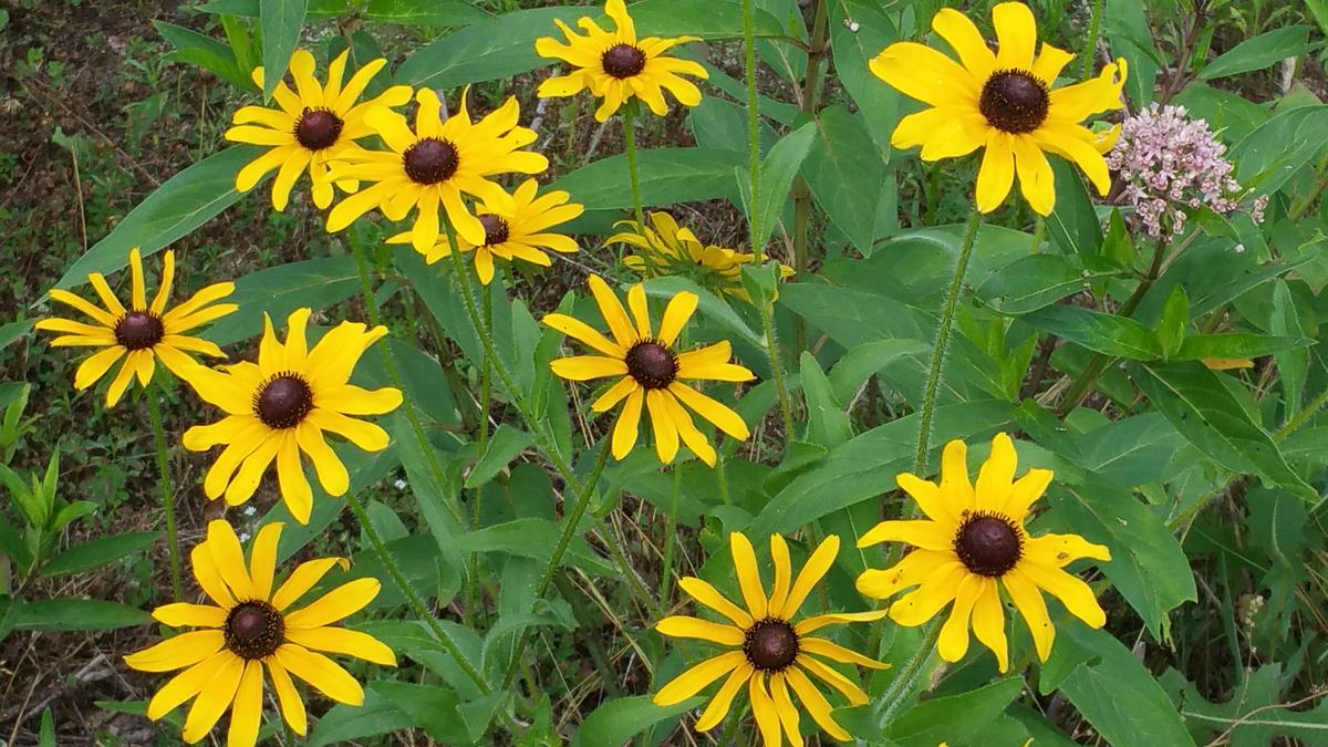 flowers