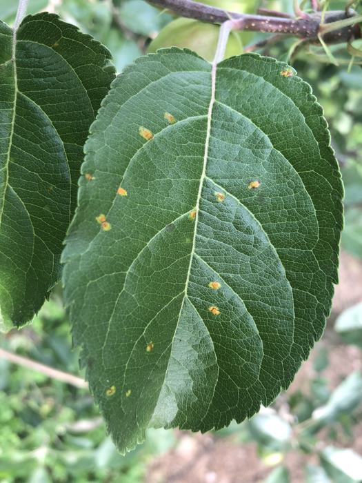 Symptoms of cedar apple rust
