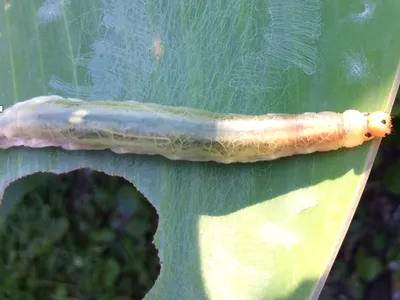 Larger canna leaf roller. Photo by Diana Rashash