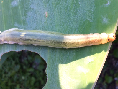 Larger canna leaf roller. Photo by Diana Rashash
