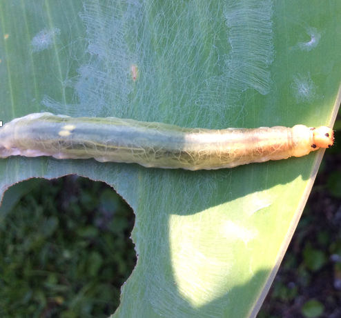Larger canna leaf roller. Photo by Diana Rashash