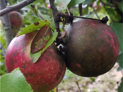 Flyspeck and Sooty Blotch Symptoms on Apple