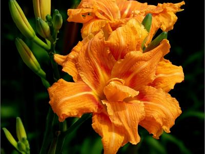 Orange Daylilies