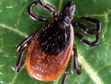 Black-brown tick with reddish abdomen resting on a green leaf