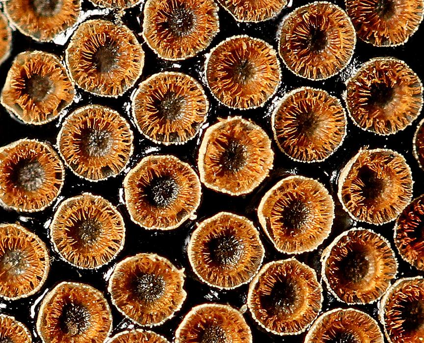 Close-p of assassin bug eggs. 