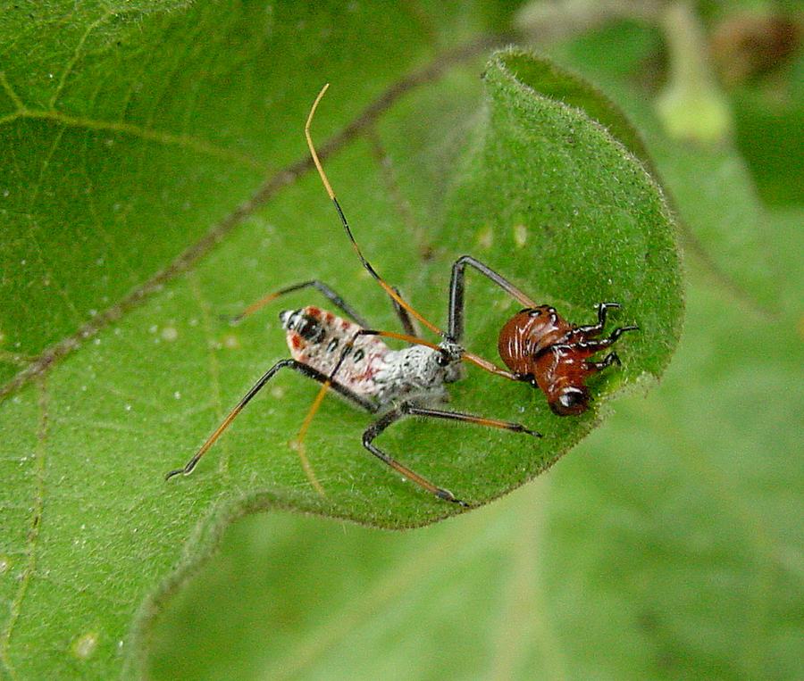 Wheel bug nymph feeding on a Colorado potato beetle larva. 
