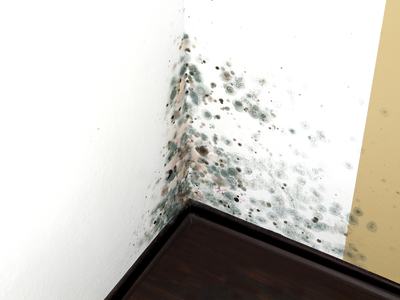 Mold in a edge of a room of a house