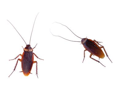 Two brown cockroaches, one shown top-down and one in side view, on white background