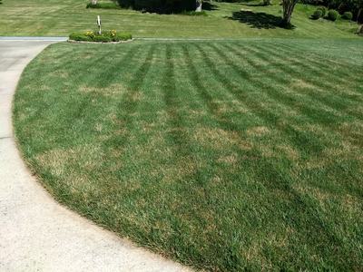 brown patch