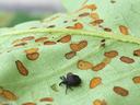 Adult yellow poplar weevil and damage on tulip poplar. Photo: SD Frank
