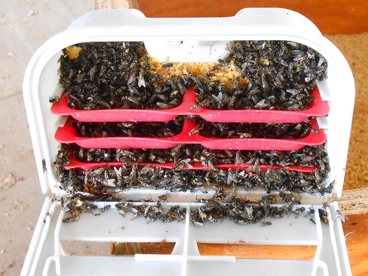 Bait station filled with dead and dying house flies