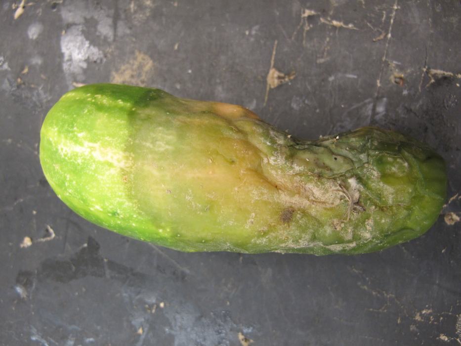 Phytophthora blight on cucumber
